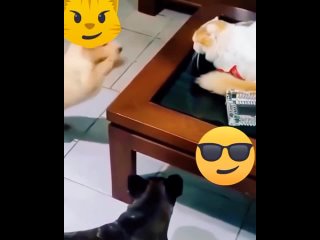 cat and dogs